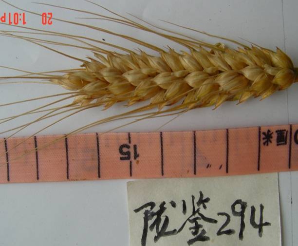 陇鉴294