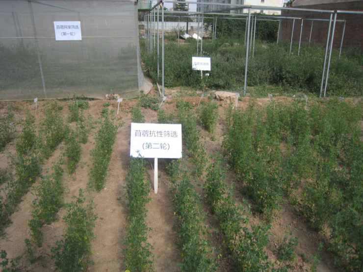紫花苜蓿   J系