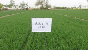 春小麦新品种武春11号