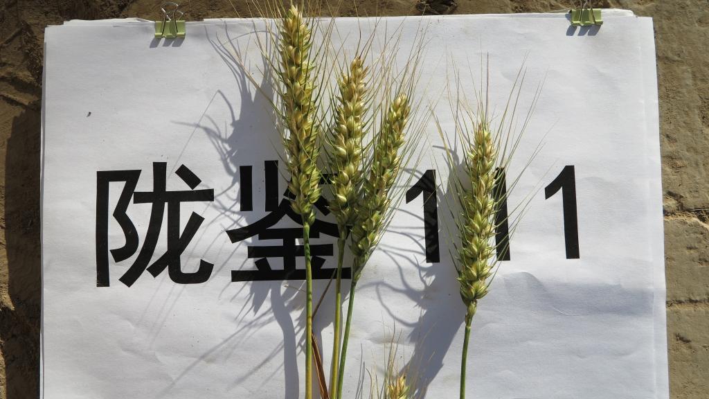 陇鉴111