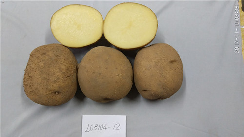 陇薯17号（L08104-12）