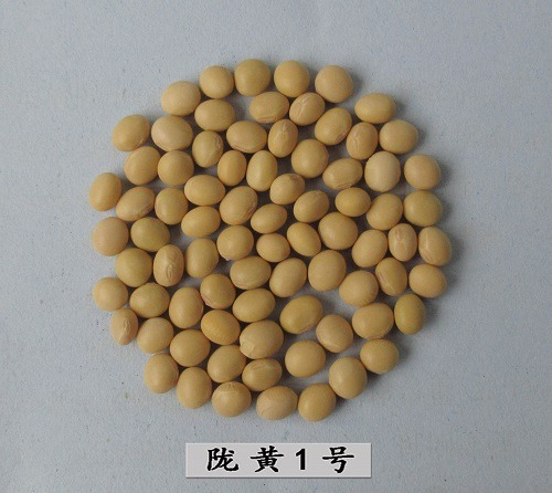 陇黄1号