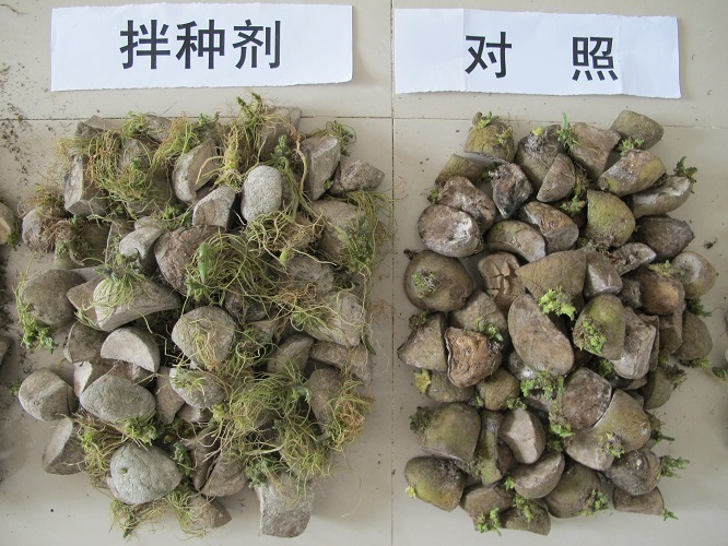马铃薯拌种剂