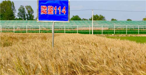 陇鉴114