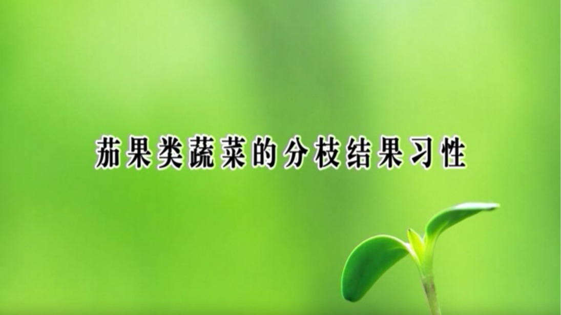 茄果类蔬菜的分枝结果习性