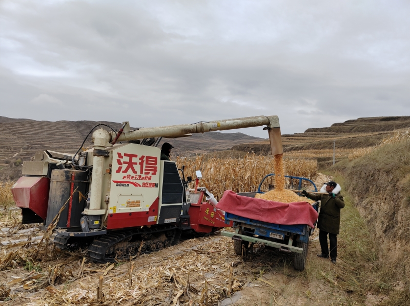 会宁县丘陵山地玉米首次实现低水分籽粒直收