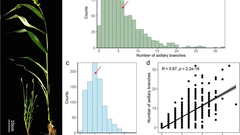 作物研究所杂粮团队在谷子营养分枝性状分子遗传研究方面取得新进展