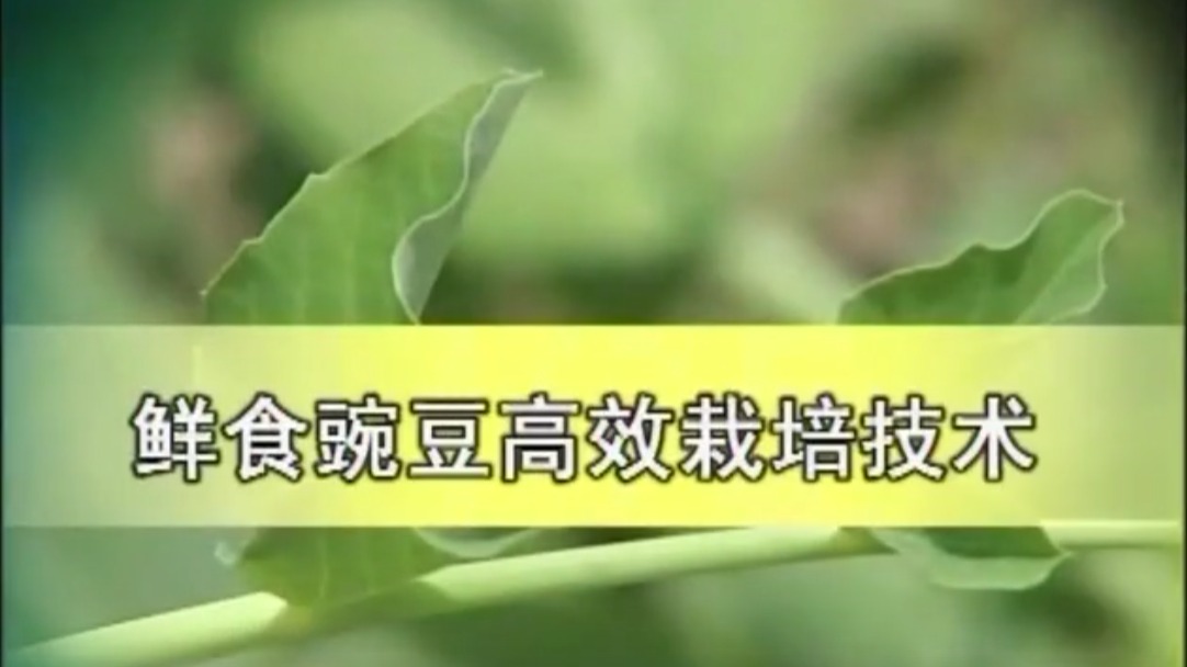 鲜食豌豆高效栽培技术