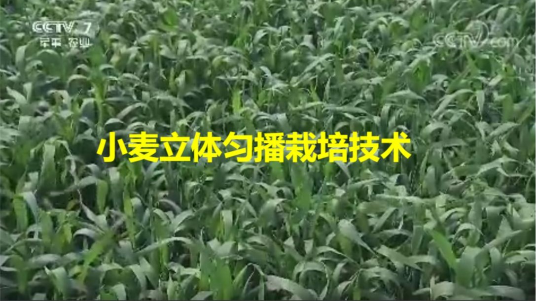 小麦立体匀播栽培技术