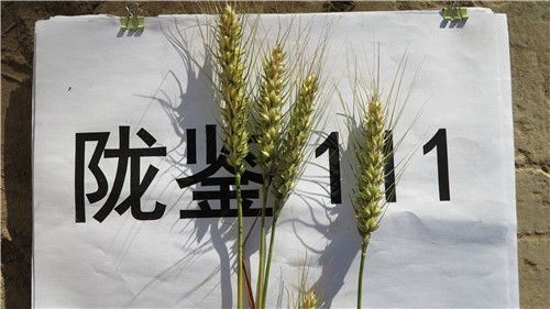 陇鉴111