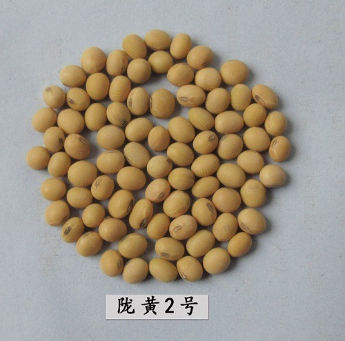 陇黄2号
