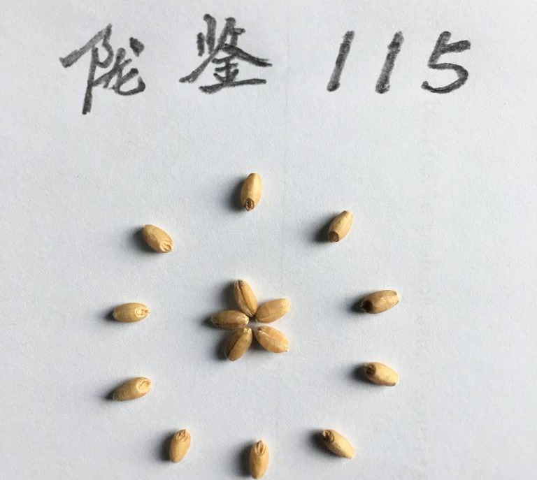 陇鉴115