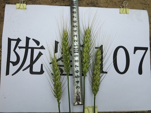 陇鉴107