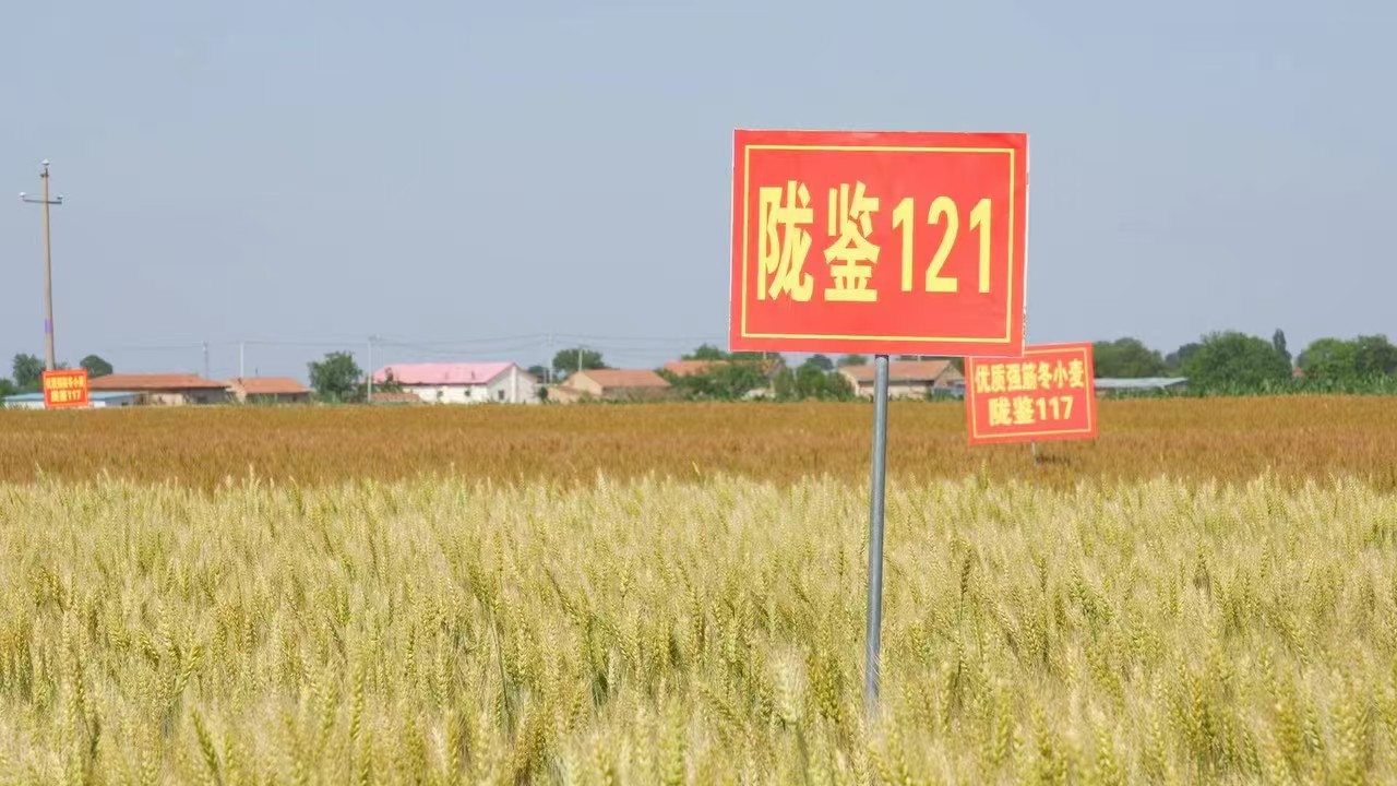 陇鉴121