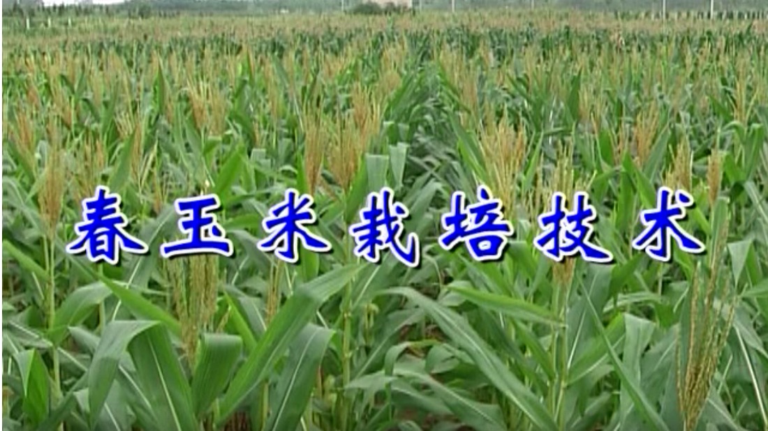 春玉米栽培技术