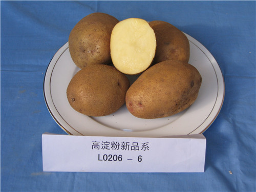 陇薯8号(L0206-6)
