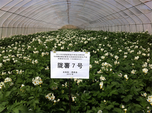 马铃薯脱毒苗大田直栽原原种生产技术