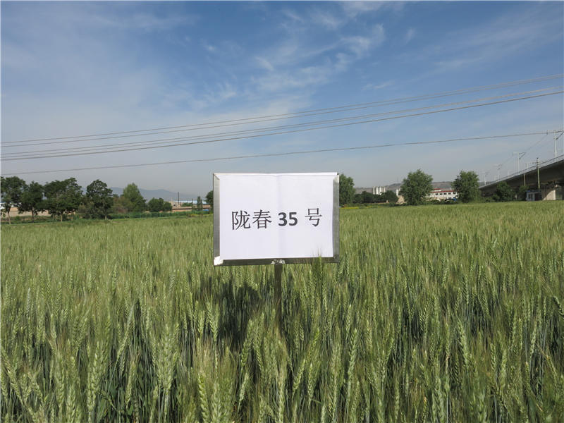 旱地春小麦新品种陇春35号