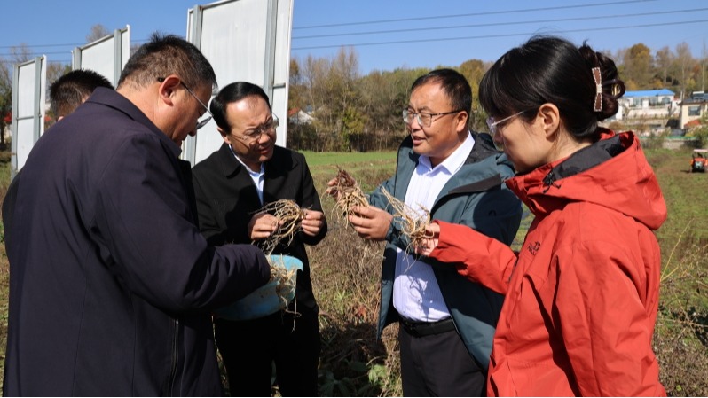 科技服务下沉一线积石山农业产业重构见成效
