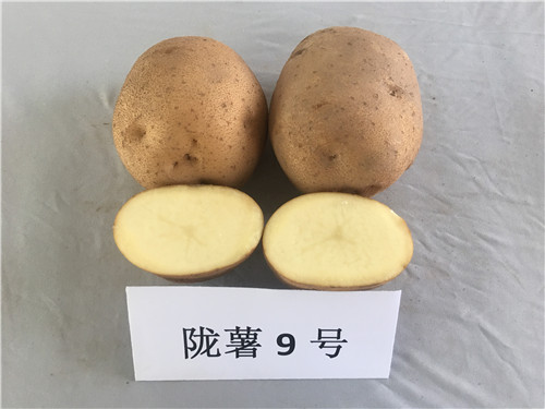 陇薯9号（L0227-17）