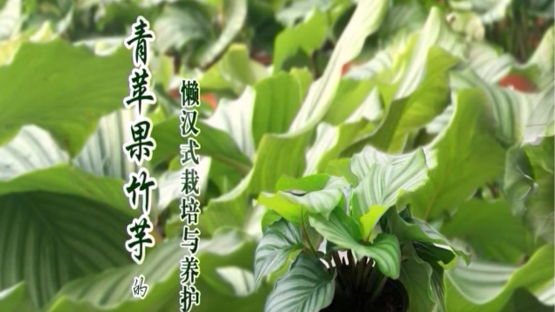 青苹果竹芋的懒汉式栽培与养护