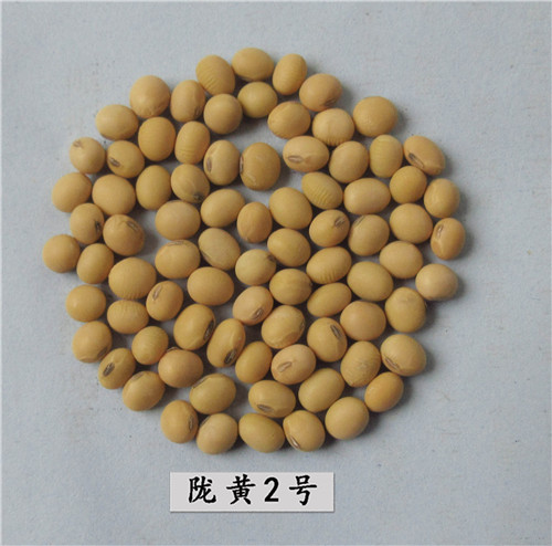 陇黄2号