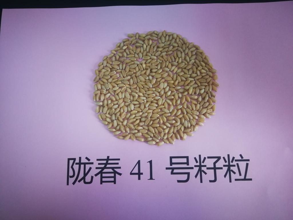 春小麦新品种陇春41号