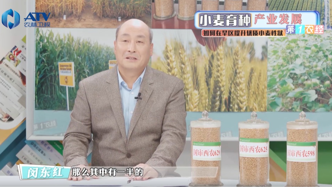 小麦育种产业发展（下）