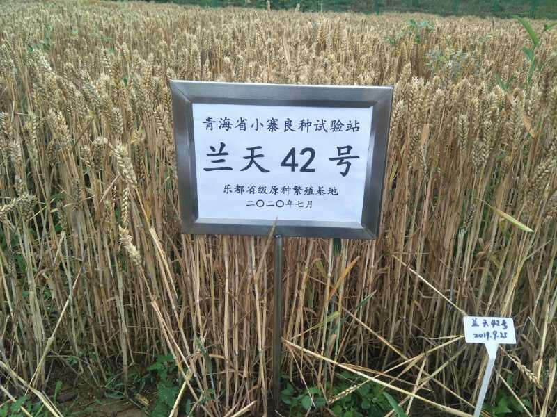 兰天42号