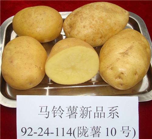 陇薯10号（92-24-114）