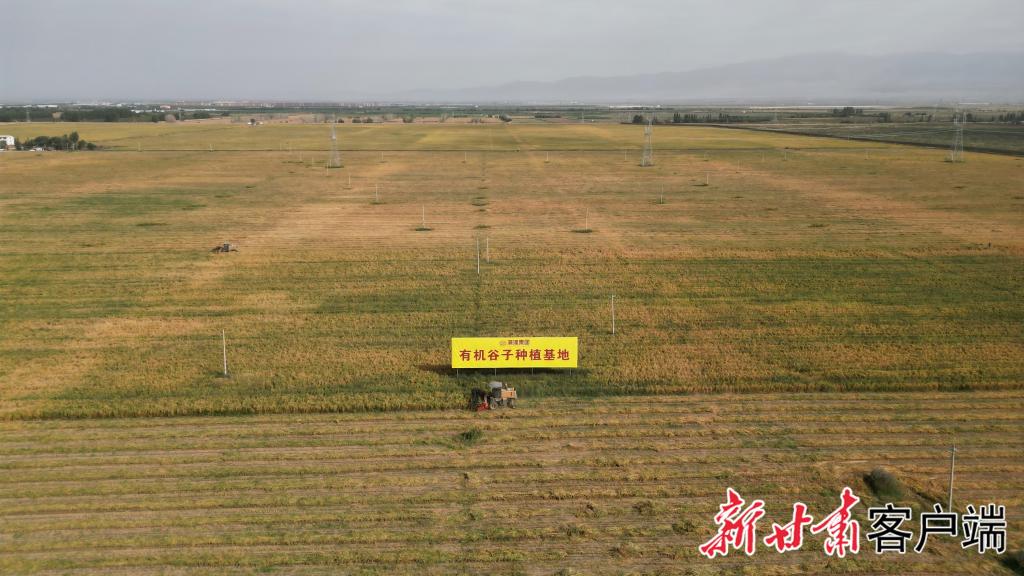 【新甘肃】院地企协同攻关 甘肃河西走廊高粱亩产突破742公斤