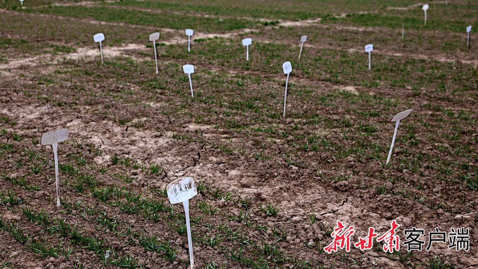 【新甘肃】【四中全会精神在基层·发展新优势】清水麦种：破“锈”而生 向“高”而长