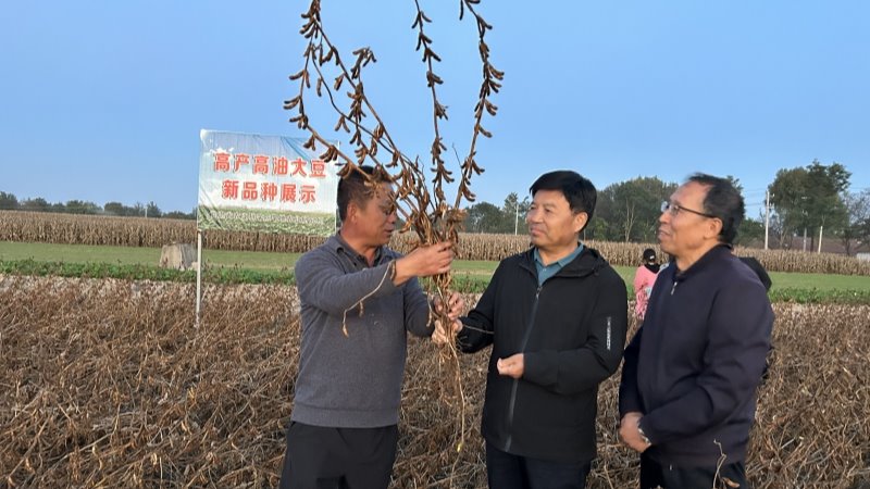 国家大豆产业技术体系兰州综合试验站组织开展高油高产大豆现场观摩及测产会