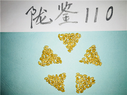 陇鉴110
