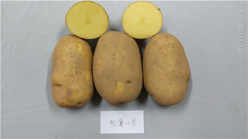陇薯12号（L0527-7）